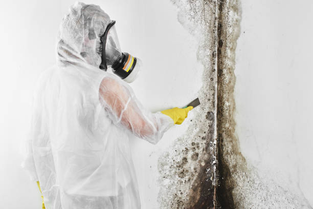 Best Post-Remediation Services in Independent Hill, VA