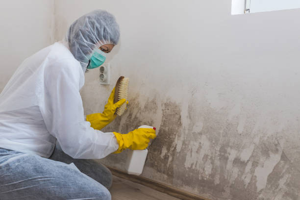 Best Kitchen Mold Remediation in Independent Hill, VA