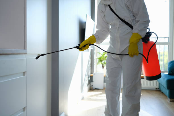 Best Attic Mold Remediation in Independent Hill, VA