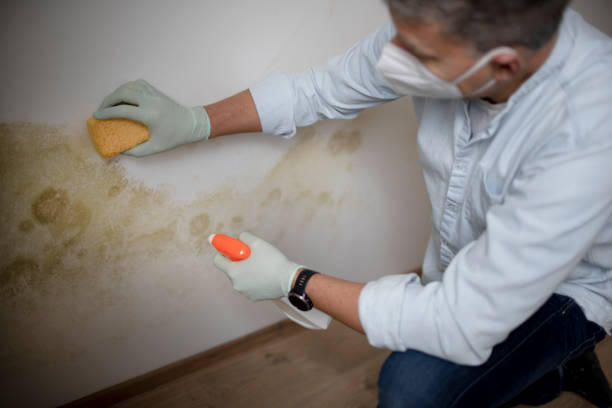 Best HVAC Mold Remediation in Independent Hill, VA