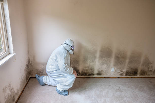 Professional Mold Remediation in Independent Hill, VA