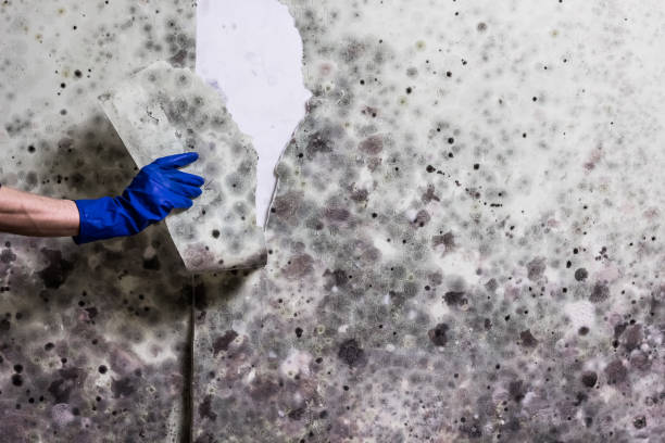 Best Black Mold Remediation in Independent Hill, VA